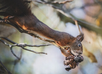 Eichhörnchen streckt sich nach Nüssen am Baum