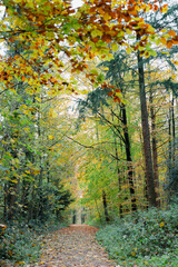 A walk through the Duisburg city forest in autumn