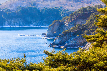 Far Eastern Marine Reserve. A view of the winter sea through the grave pines growing on the rocks. Coniferous coast of the Sea of Japan.