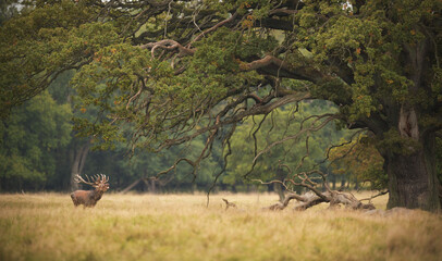 Red deer stag roaring under an old oak