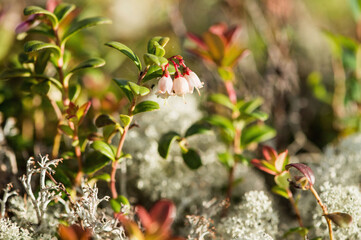 tundra flowers