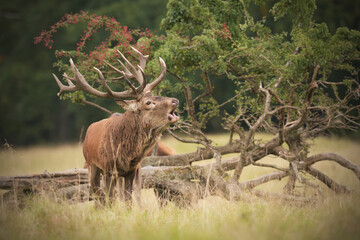 Red deer stag roaring at meadow