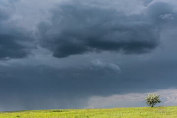 Fototapeta na wymiar a lonely tree before a thunderstorm