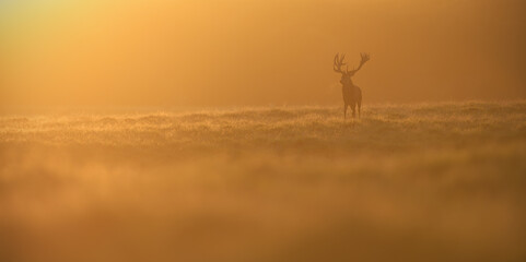 Red deer staying at meadow at gold sunset
