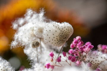 Fruchtstand der Herbst-Anemone