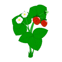 Strawberry bushes with flowers and berries