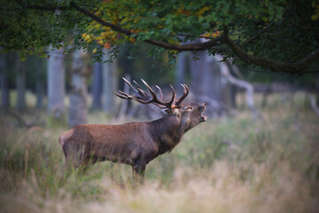 Naklejka na ściany i meble Red deer stag roaring in a forest