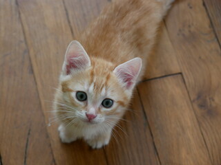 red cat on wooden floor