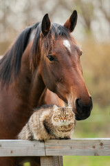 Lovely cat sitting on the fence next to the horse