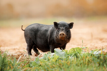 Funny mini pig digging in the sand in the yard