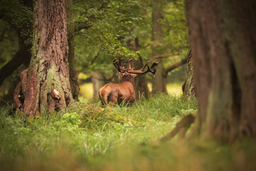 Naklejka na ściany i meble Red deer stag roaring in a forest