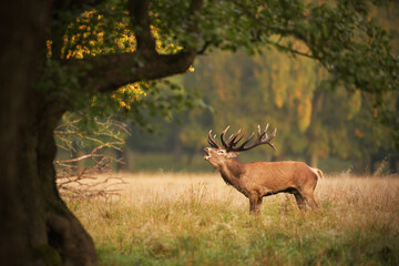 Red deer stag roaring