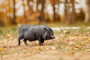 Cute mini pig running outdoors in autumn