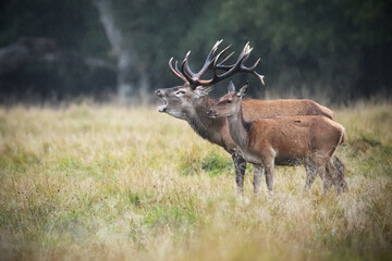 Red deer couple stag roaring and his hind in the rain