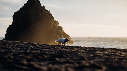 Dog in Bandana Playing at Beach During Sunset - 468454814
