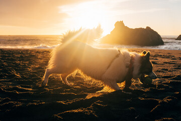 Dog in Bandana Playing at Beach During Sunset - 468454815