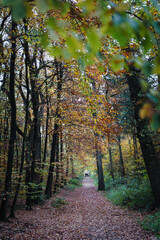 Naklejka premium A walk through the Duisburg city forest in autumn