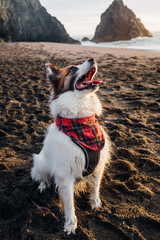 Dog in Bandana Playing at Beach During Sunset - 468454835