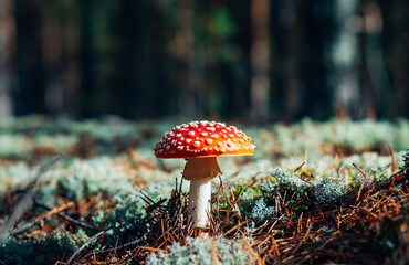 fly agaric mushroom