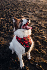 Dog in Bandana Playing at Beach During Sunset - 468454850