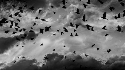 sunset sky with clouds and birds