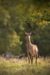 Red deer hind staying at meadow