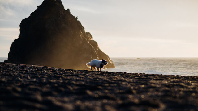 Dog in Bandana Playing at Beach During Sunset