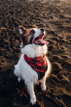 Dog in Bandana Playing at Beach During Sunset