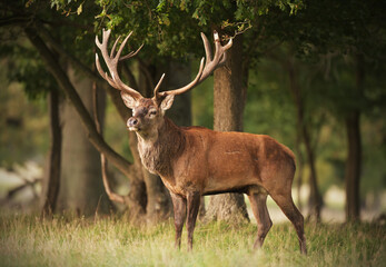 Red deer stag staying in a forest