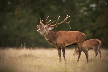 Rolgordijnen Red deer stag roaring © PetrDolejsek