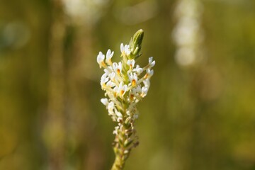Flowers of the plant Hebenstretia dentata