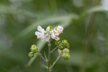 Obraz premium Flower of a Virginia mallow, Sida hermaphrodita
