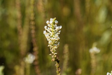 Flowers of the plant Hebenstretia dentata