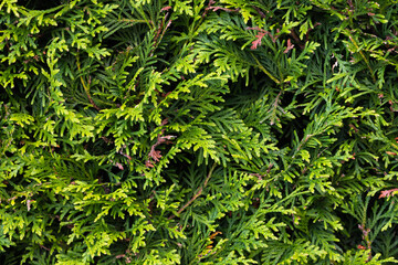 Green hedgerow wall macro photo of evergreen leaves