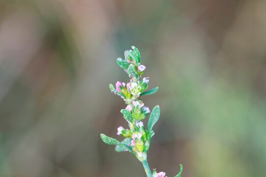 Flowers of a common knotgrass, Polygonum aviculare