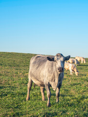 Latvian blue cow on the field on sunny day - obrazy, fototapety, plakaty