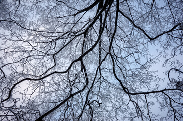 The branches of a tree are covered with ice.