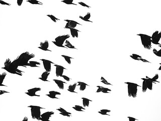  black silhouettes of flying birds