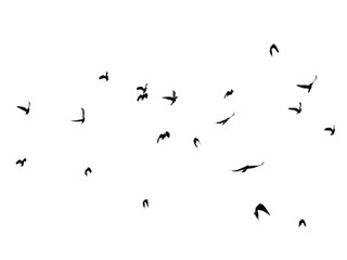 black silhouettes of flying birds