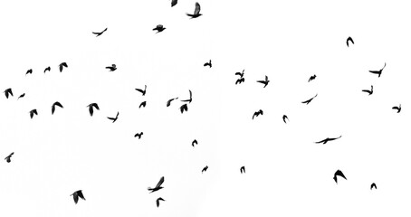 black silhouettes of flying birds