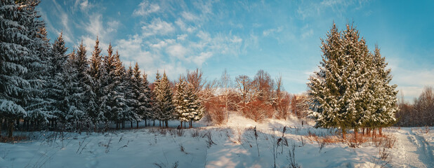 Panorama winter forest