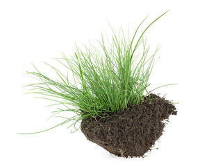 Green grass on soil isolated on a white background. Green grass with dirt.
