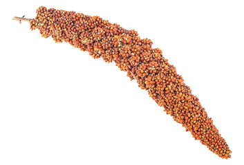 Red millet twig isolated on a white background. Red millet seeds.
