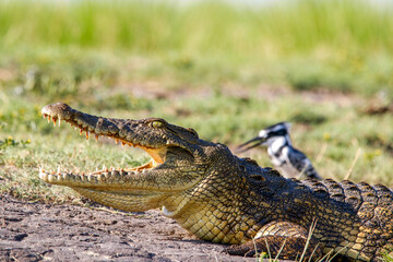 alligator with bird behind.