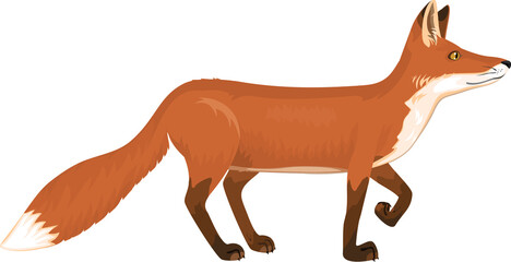 Fototapeta na wymiar Red fox isolated on white background