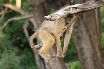 Monkey taking a rest. 