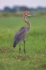 great heron in Africa