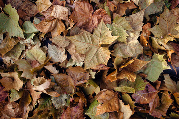 Fall leaves fallen on the ground. - 468457409