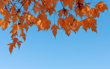 orange autumn maple leaves against blue sky