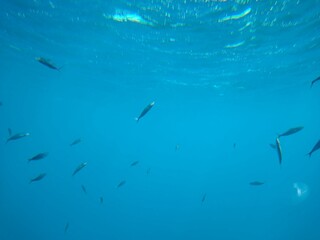 Obraz premium The underwater world of the sea with corals and schools of fish. High quality photo